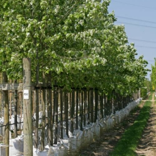 Row of Tilia tomentosa Brabant at Barcham Trees nursery, full summer foliage