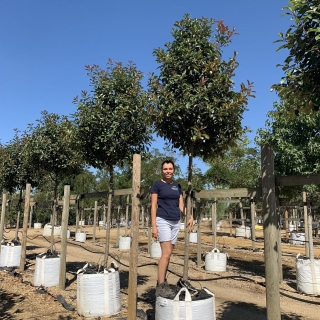 Photinia fraseri Red Robin