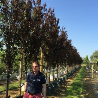 Prunus cerasifera Crimson Point at barcham trees nursery