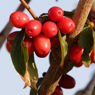 Cornus mas berries