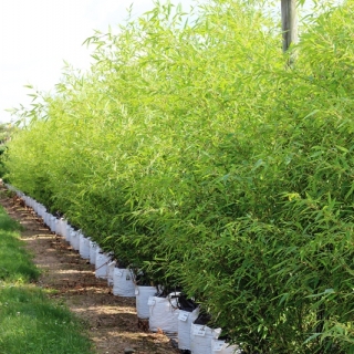 Phyllostachys nigra Multi-stem in summer months at barcham trees nursery