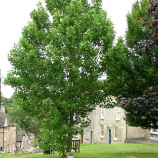 mature Liriodendron tulipifera Fastigiata