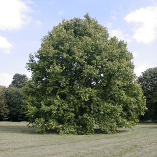 Mature Corylus colurna