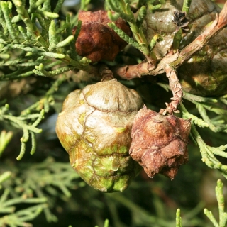 Cupressus sempervirens cones