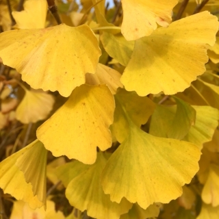 autumn foliage of Ginkgo Biloba Princeton Sentry