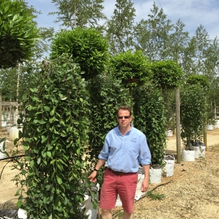 Salix caprea Pendula on Barcham Trees nursery