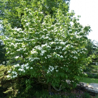 Mature Cornus Kousa Chinensis in flower