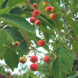 The small berries of Amelanchier lamarckii