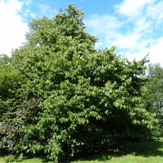 mature Corylus colurna at Kew gardens