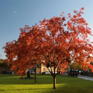 Mature Sorbus aucuparia in autumn foliage