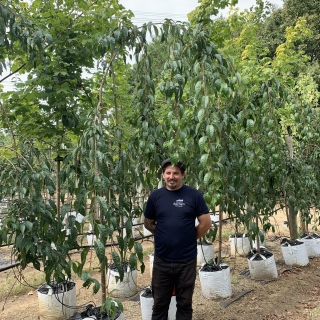 Prunus Cheals Weeping