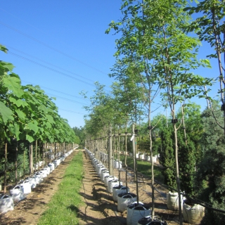 Cladrastis kentukea at barcham trees