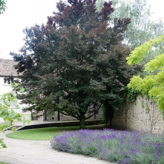 A mature Fagus sylvatica Rohanii