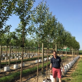 Prunus Ukon on thr Barcham Trees nursery