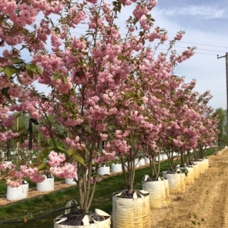 Prunus kanzan multi-stem on the barcham trees nursery in summer