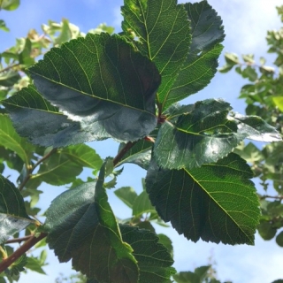 The glossy green leaves of Crataegus succulenta Jubilee