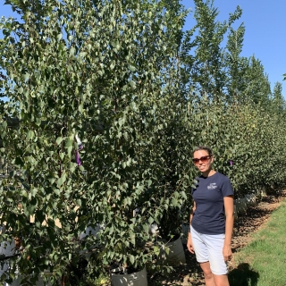 Betula albosinensis Fascination