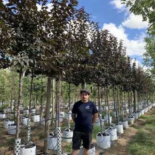 Malus toringo Scarlet