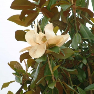 creamy white flowers of Magnolia Grandiflora