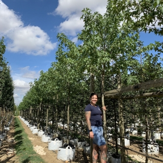 Liquidambar styraciflua Worplesdon