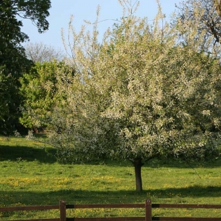 A mature specimen of Prunus padus