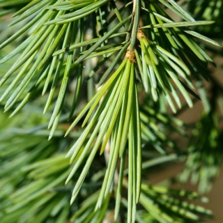 The foilage of Cedrus deodara