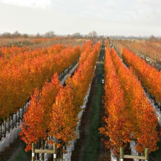 The stunning autumn colour of Pyrus calleryana Chanticleer