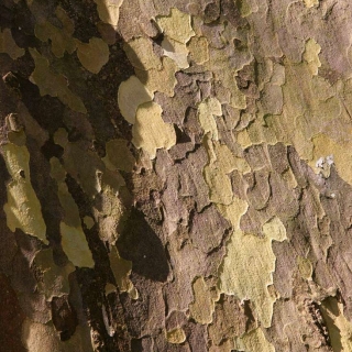 the bark of Platanus hispanica Alphens Globe