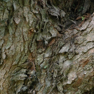 mature bark of Ostrya carpinifolia