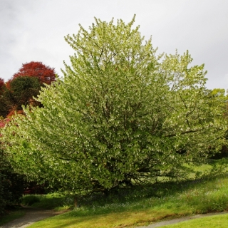 Mature Davidia involucrata