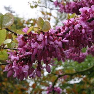 The pink pea like flower of Cercis siliquastrum