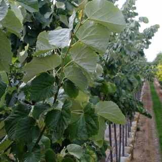 Foliage of Tilia tomentosa Brabant at Barcham Trees