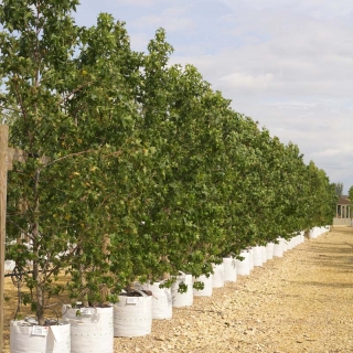 Liquidambar styraciflua  at Barcham Trees