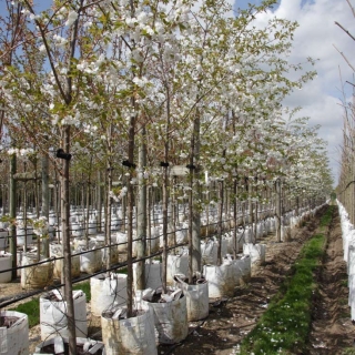 Prunus shirotae at Barcham Trees