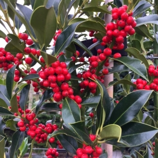 The profuse red berries of Ilex aquifolium J C Van Tol