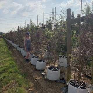 Sambucus nigra Black Lace
