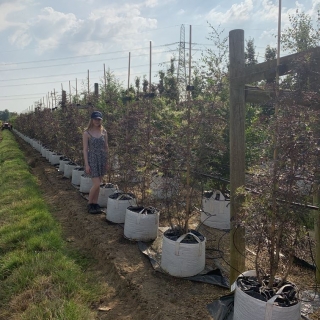 Sambucus nigra Black Lace