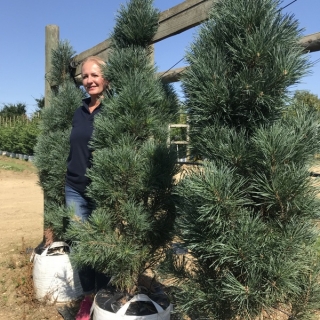 Pinus sylvestris Fastigiata at barcham trees