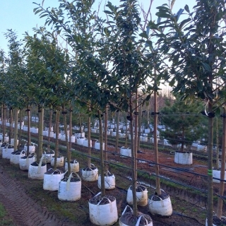 Prunus laurocerasus Caucasica at barcham trees