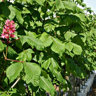 leaves and flowers of Aesculus x carnea Briotti