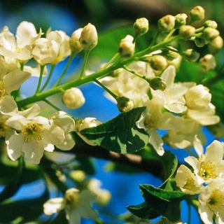 The flowers of Prunus padus Waterer