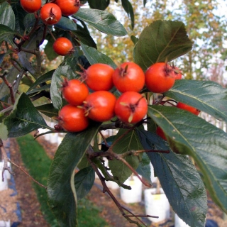 the orange/red berries of Crataegus x lavalleei Carrierei