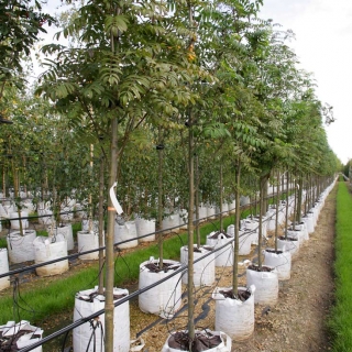 Row of Sorbus aucuparia Golden Wonder on BarchamTrees nursery