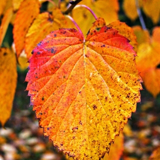 autumn foliage of Davidia involucrata