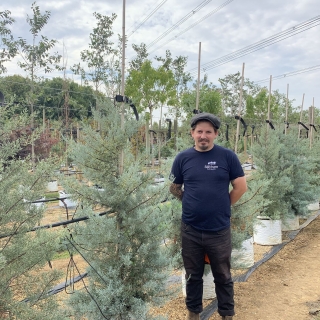 Cupressus arizonica Glauca