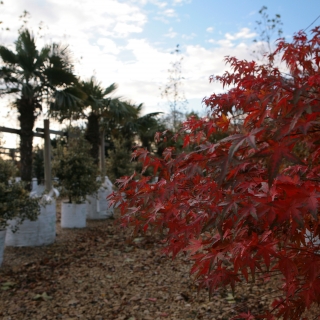 Acer palmatum multi-stem