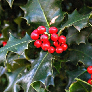 The bright red berries of Ilex aquifolium