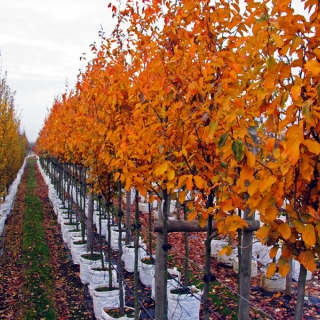 the autumn foliage of Parrotia persica Vanessa