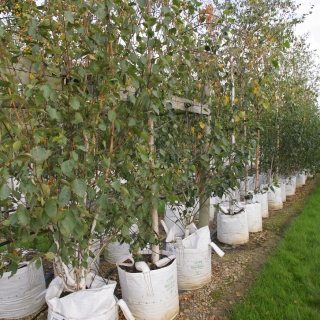 Betula utilis Jacquemontii multi-stem at barcham trees