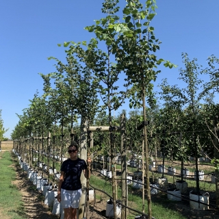 Tilia cordata